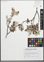 Foto von Salix glaucosericea Flod.